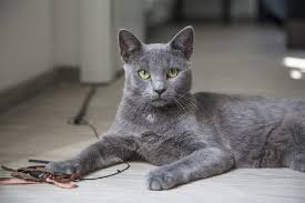 kucing terkecil di dunia