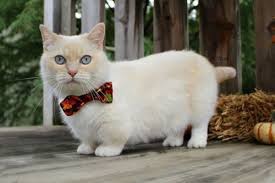 kucing terkecil di dunia