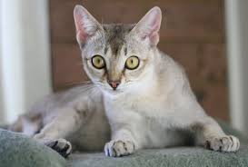 kucing terkecil di dunia