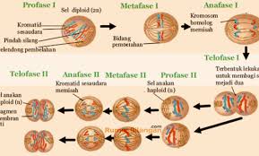 ciri khas pembelahan mitosis dan meiosis