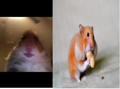 hamster pp tiktok