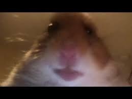 hamster pp tiktok viral