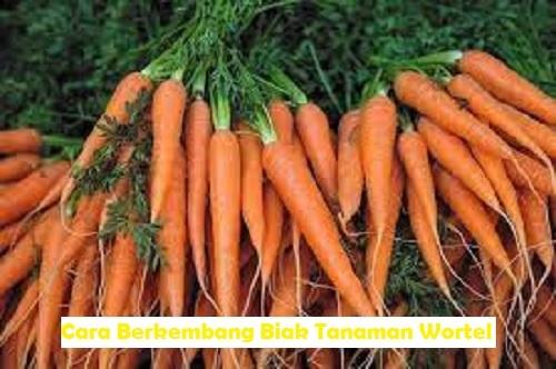 cara berkembang biak wortel